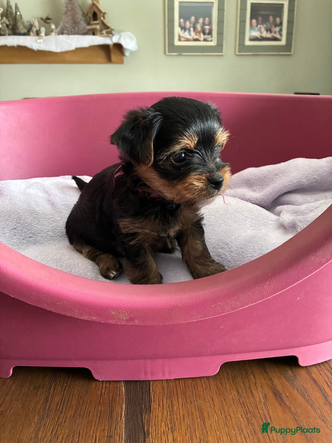 Kruising honden te koop: Biewer/Yorkshire pups - Advertentie 13