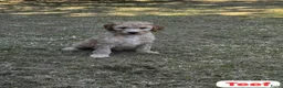 Australian Labradoodle honden te koop: Australian Labradoodles - Advertentie 4