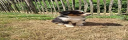 Australian Shepherd honden te koop: Raszuivere Australian Shepherd pups, getest ouders - Advertentie 16