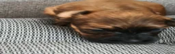 Havanezer honden te koop:  havanezerpups van geteste ouders met fci stamboom - Advertentie 8