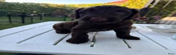 Labradoodle honden te koop: Labradoodles chocoladebruin F4, Medium - Advertentie 5