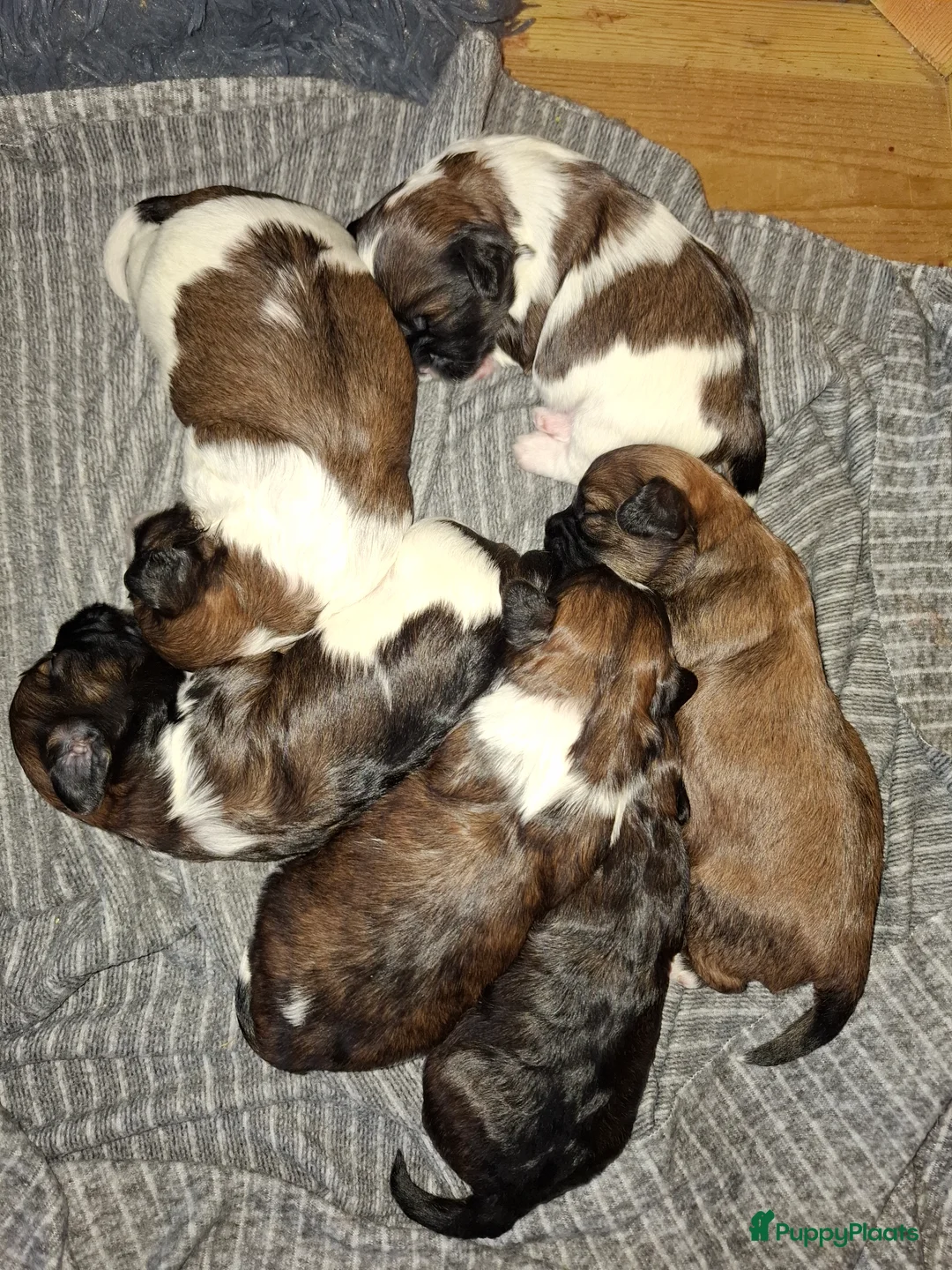 Boomer honden te koop: boomer reutje zoekt forever home - Advertentie 4