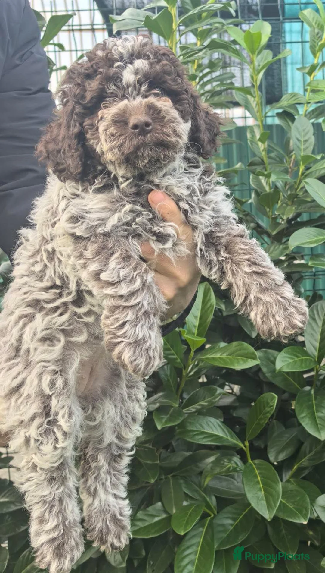 Lagotto Romagnolo honden te koop: Lagotto Romagnolo pups - Advertentie 10