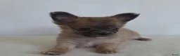Chihuahua honden te koop: Chihuahua pup (klein reutje) - Advertentie 5