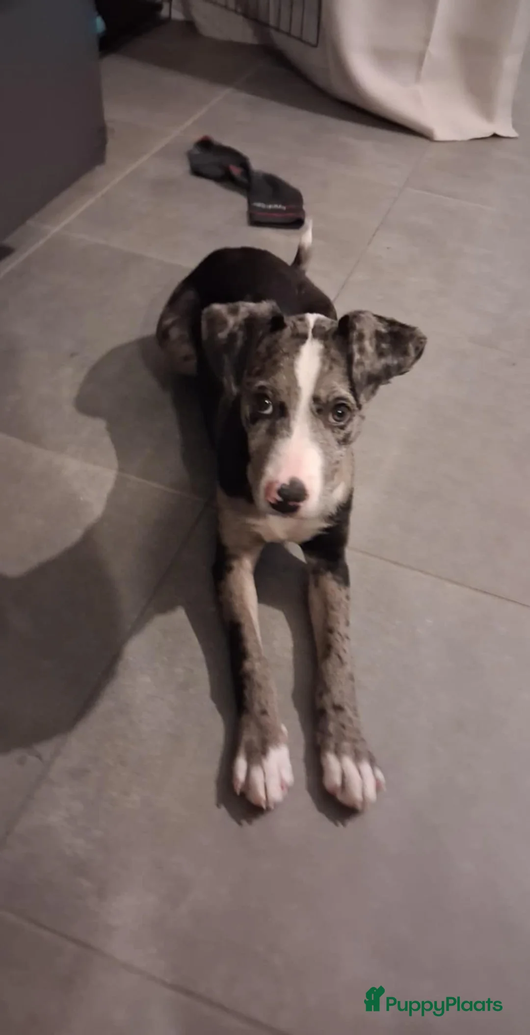 Kruising honden te koop: Pupjes bij ons thuis opgevoed - Advertentie 2