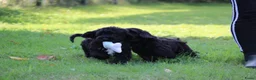 Cockapoo honden te koop: Leuke Cockapoo pups - Advertentie 6