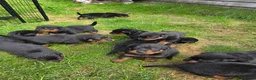 Rottweiler honden te koop: Prachtig mooie Rotweiler pups te koop! - Advertentie 20