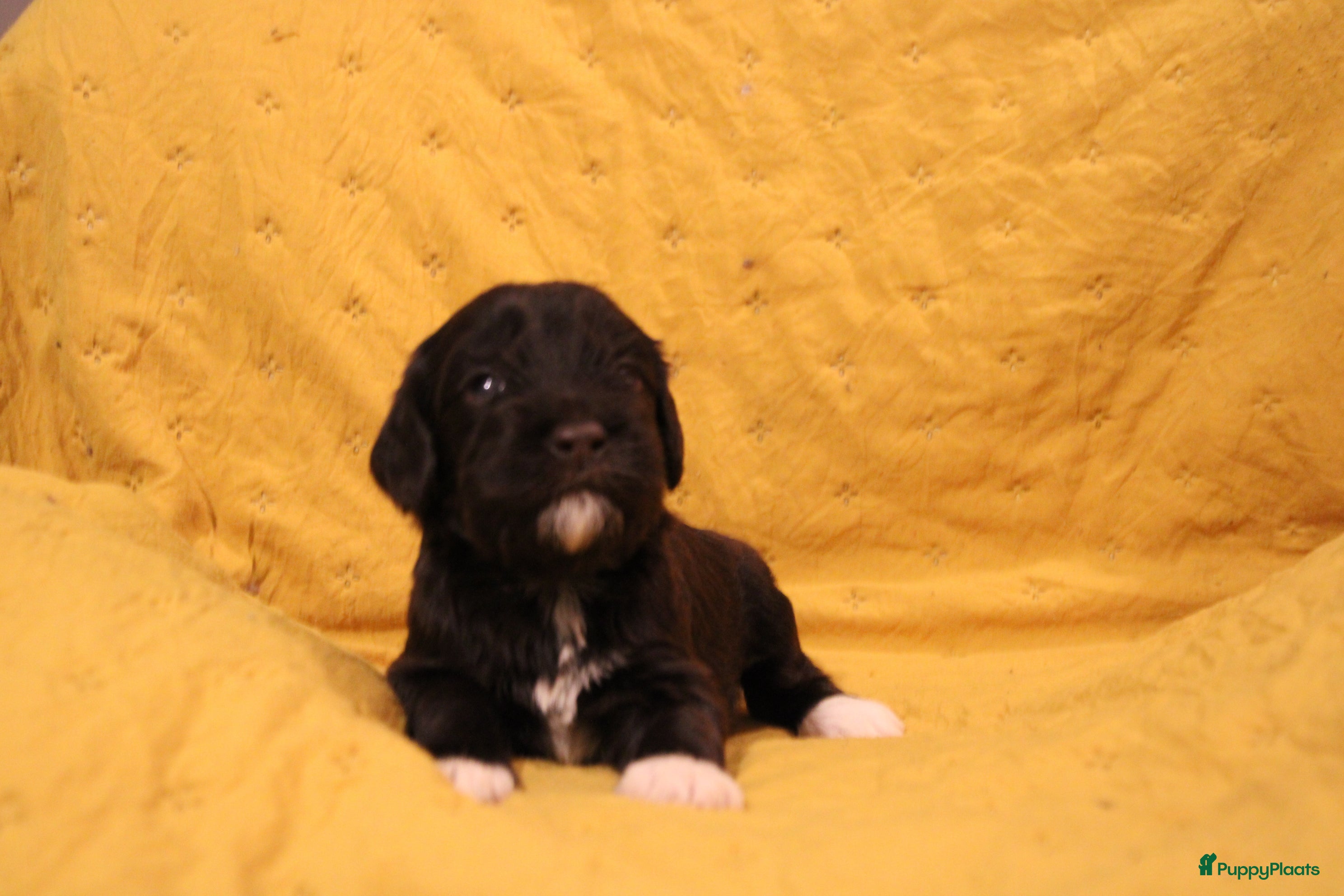 Barbet honden Barbet puppy’s geboren - Advertentie 1