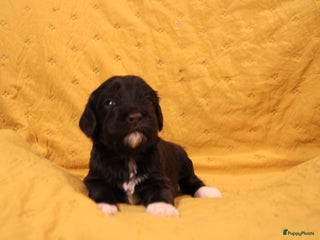 Barbet honden Barbet puppy’s geboren - Advertentie 19