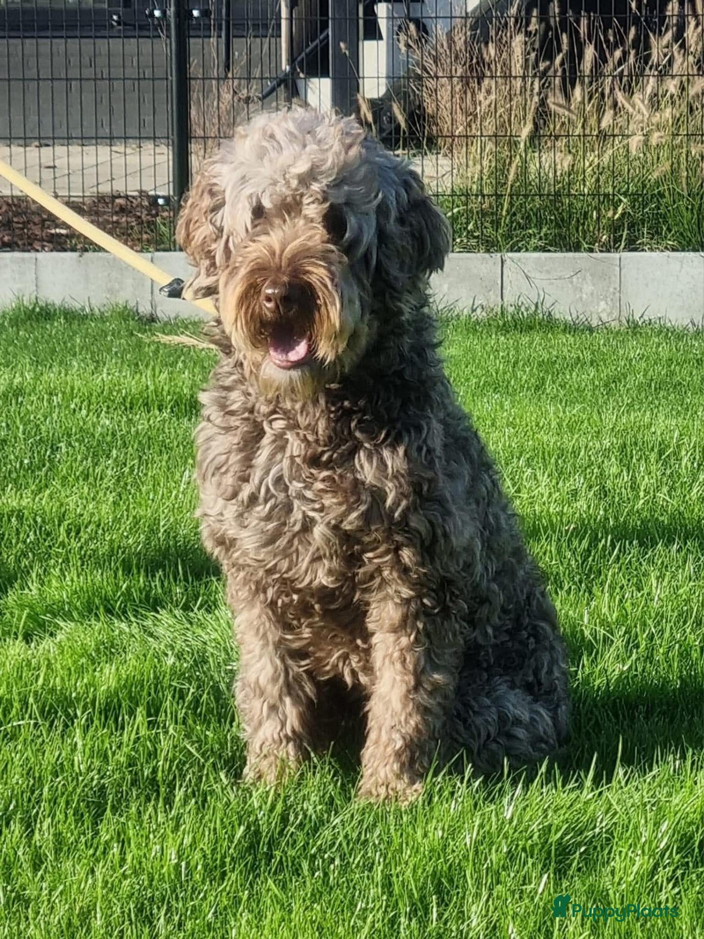 Labradoodle honden Labradoodel reutjes - Advertentie 1