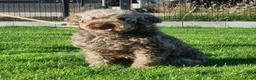 Labradoodle honden te koop: Labradoodel reutjes in Geleen - Advertentie 1