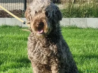 Labradoodle honden Labradoodel reu. 11 weken - Advertentie 1