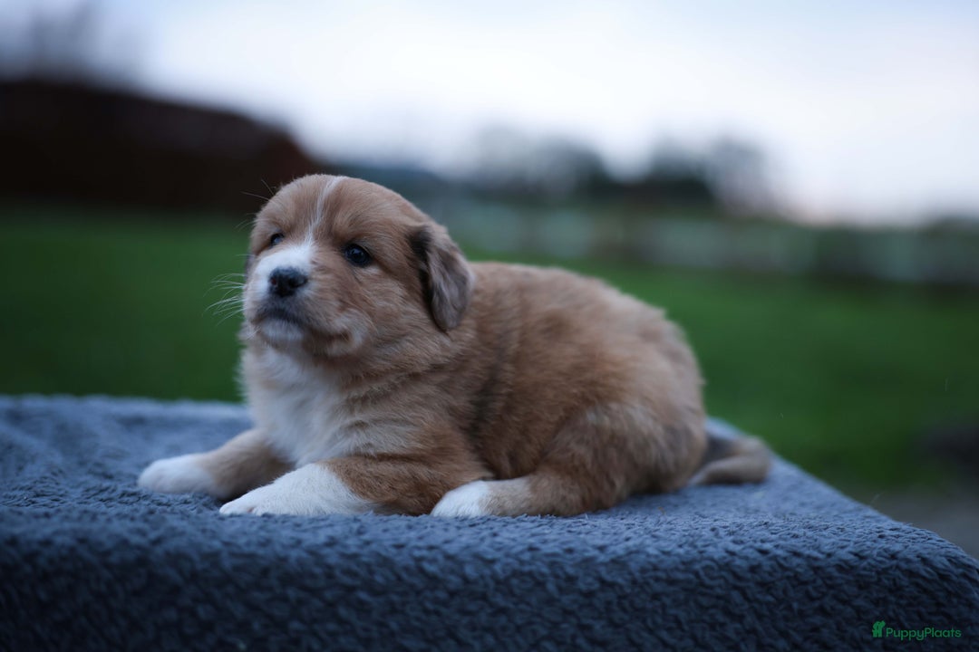 Nova Scotia Duck Tolling Retriever honden te koop: Toller x Australian Shepherd pups in Maurik - Afbeelding 7