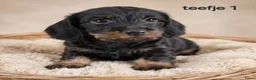Ruwhaar Teckel honden te koop: Super mooie ruw haar teckel pups. ook choco! - Advertentie 3
