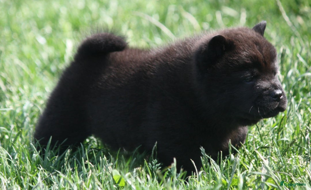 Chow Chow honden te koop: Chow Chow pups - Afbeelding 6