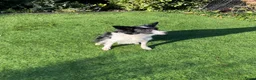 Border Collie honden te koop: Border Collie pups met FCI stamboom - Advertentie 16