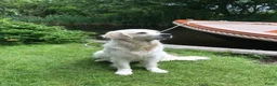 Kruising honden te koop: Goldendoodle pups voor Autisme ADHD Angststoornis - Advertentie 2