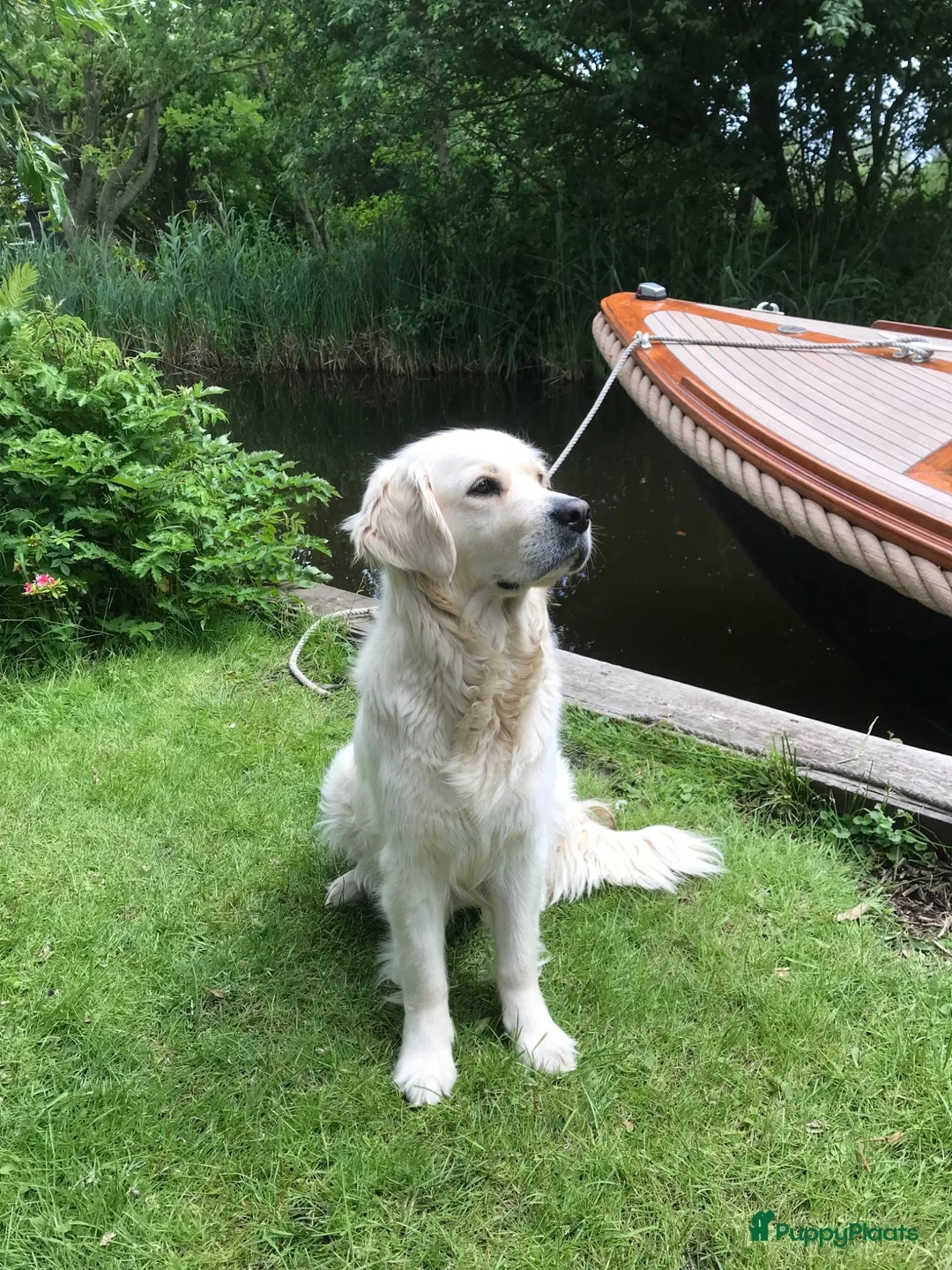Kruising honden te koop: Goldendoodle pups voor Autisme ADHD Angststoornis - Advertentie 2