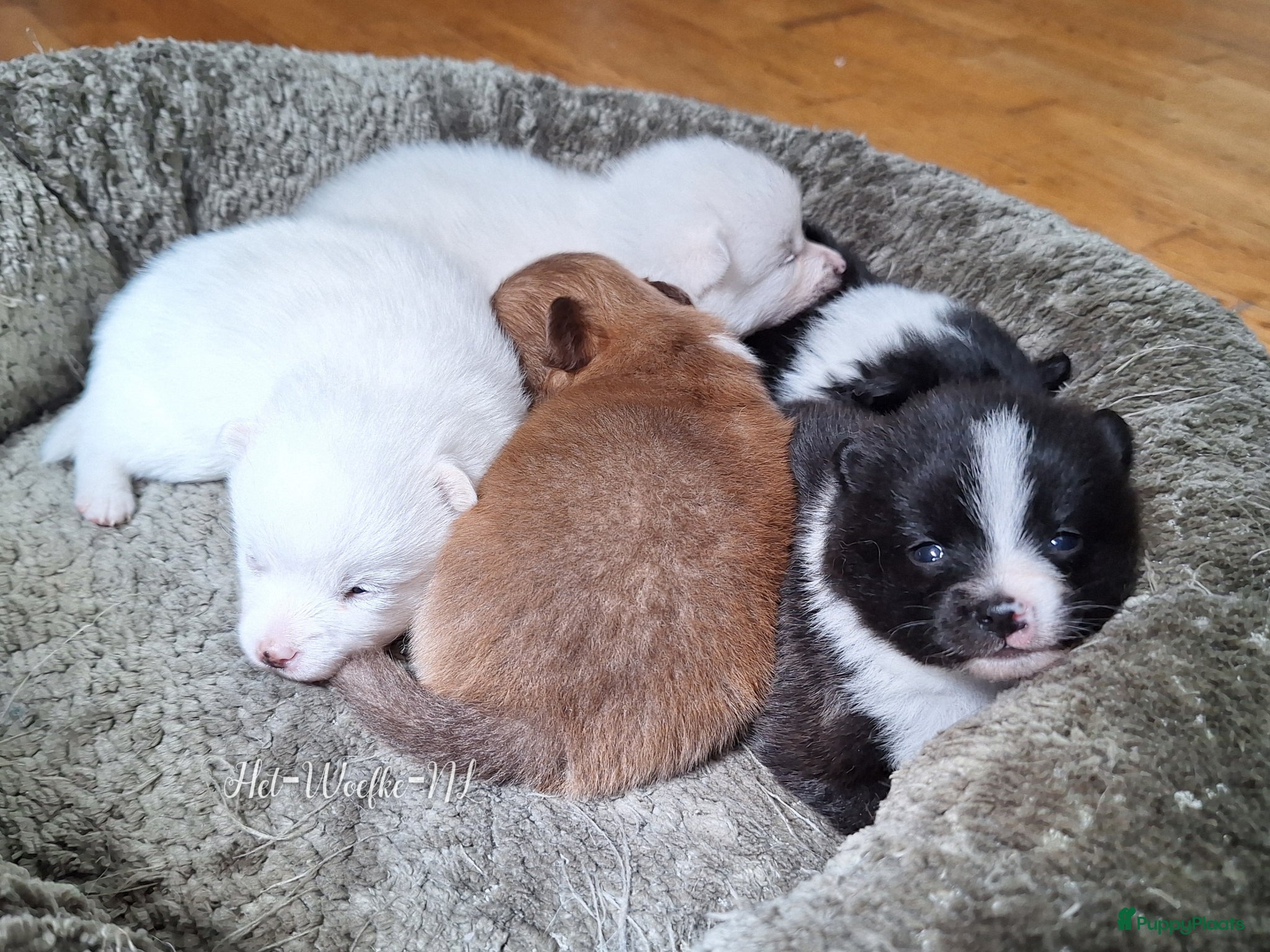 Pomsky honden F3b (toy) pomsky pupjes  - Advertentie 2
