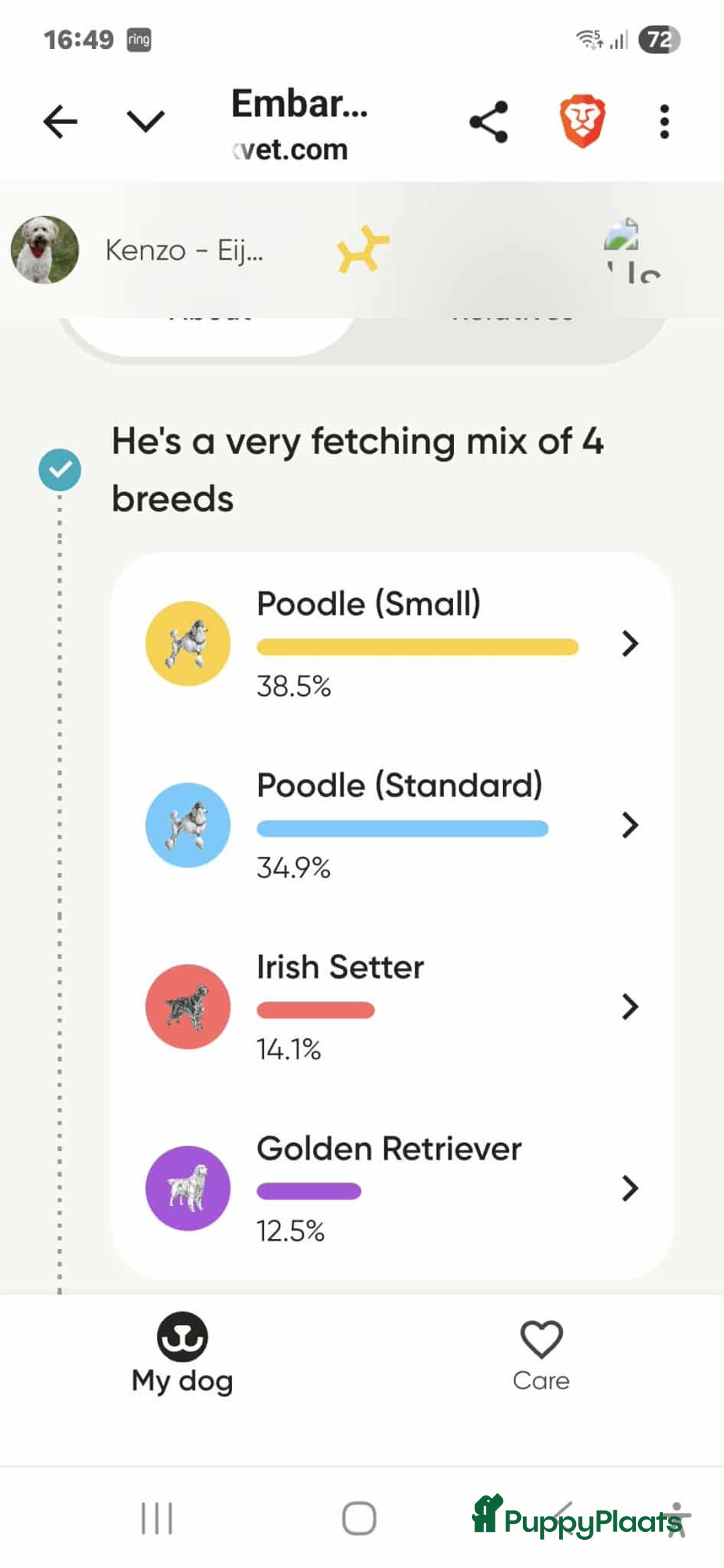 Labradoodle honden ter dekking: Kenzo Goldenirishdoodle DEKREU  - Advertentie 2