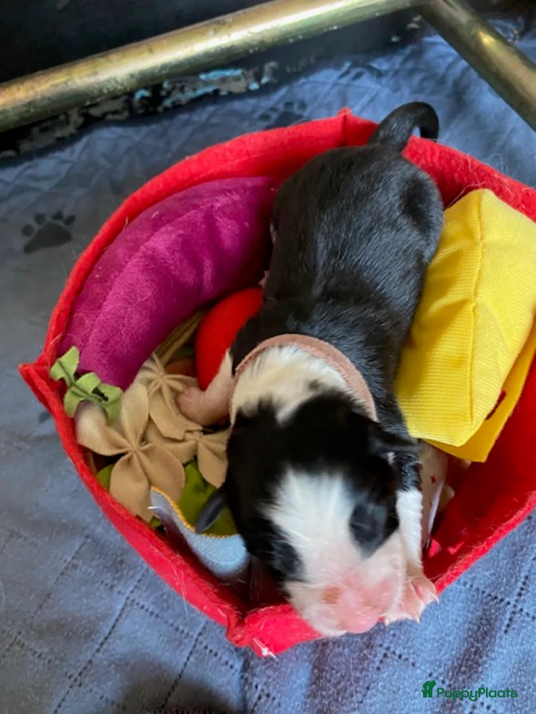 Border Collie honden te koop: gouden mandje gezocht voor onze puppy's - Advertentie 19