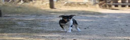 Schotse Herdershond korthaar honden te koop: Nog 1 knappe reu schotse collie korthaar reuen. - Advertentie 29