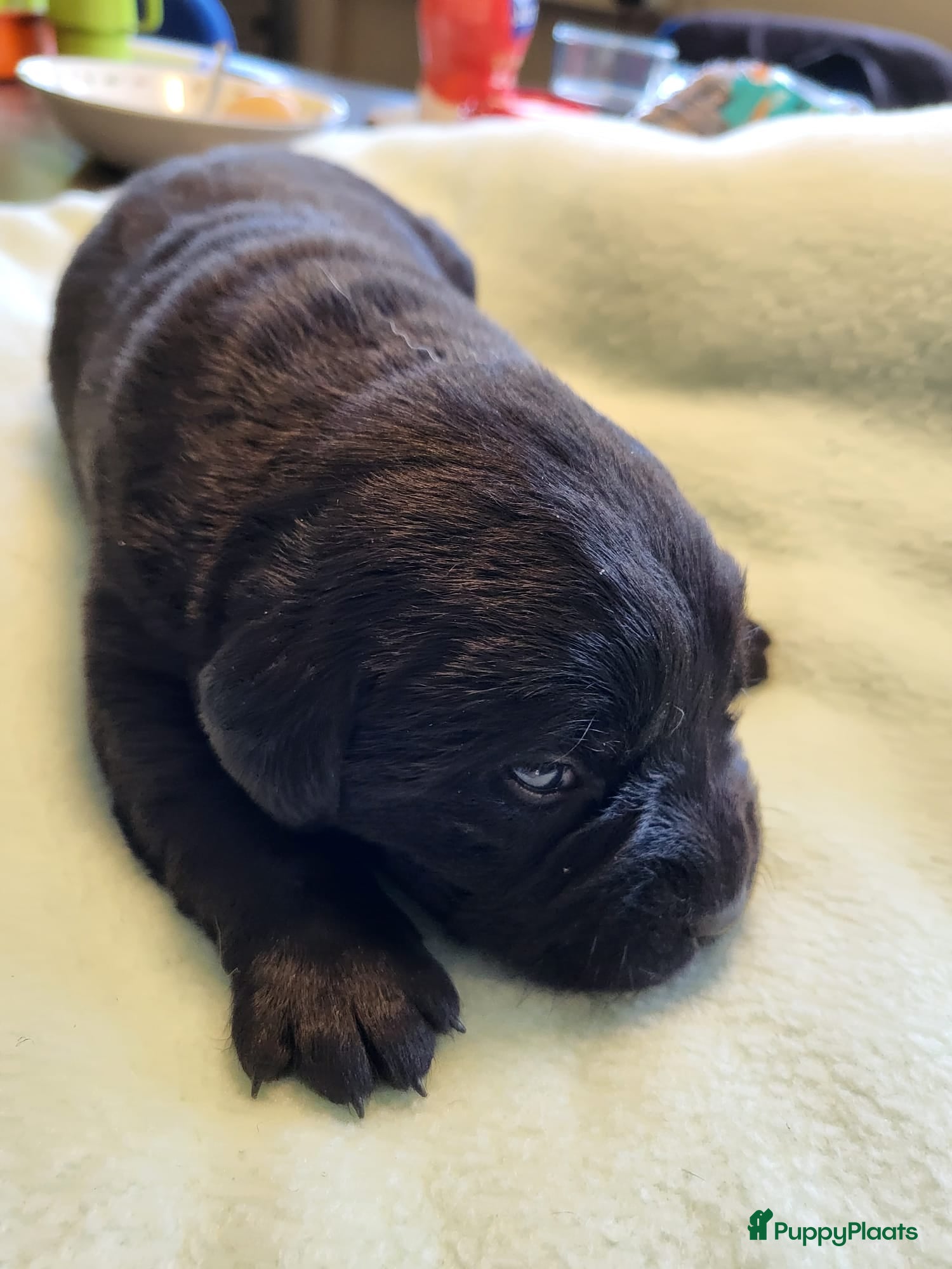 Labrador Retriever honden Mooi nest Labrador pups - Advertentie 2