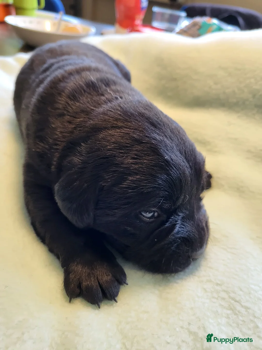 Labrador Retriever honden te koop: Mooi nest Labrador pups - Advertentie 2