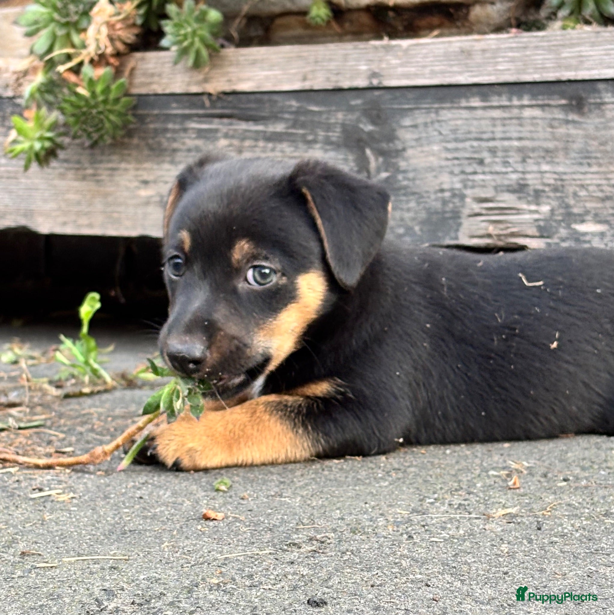 Jack Russel Terriër honden 5 lieve jack Russell puppy’s  - Advertentie 13