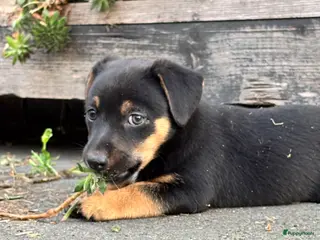Jack Russel Terriër honden 5 lieve jack Russell puppy’s - Advertentie 13