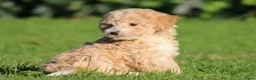 Maltipoo honden te koop: Knappe Maltipoo pups. - Advertentie 13