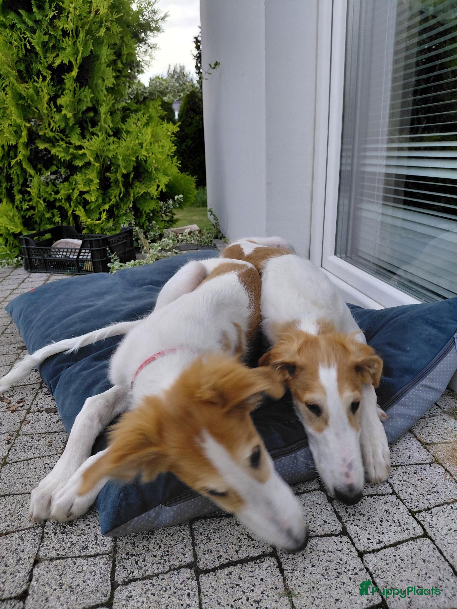 Barsoi honden Borzoi-teef uit FCI-kennel zoekt lief thuis  - Advertentie 1