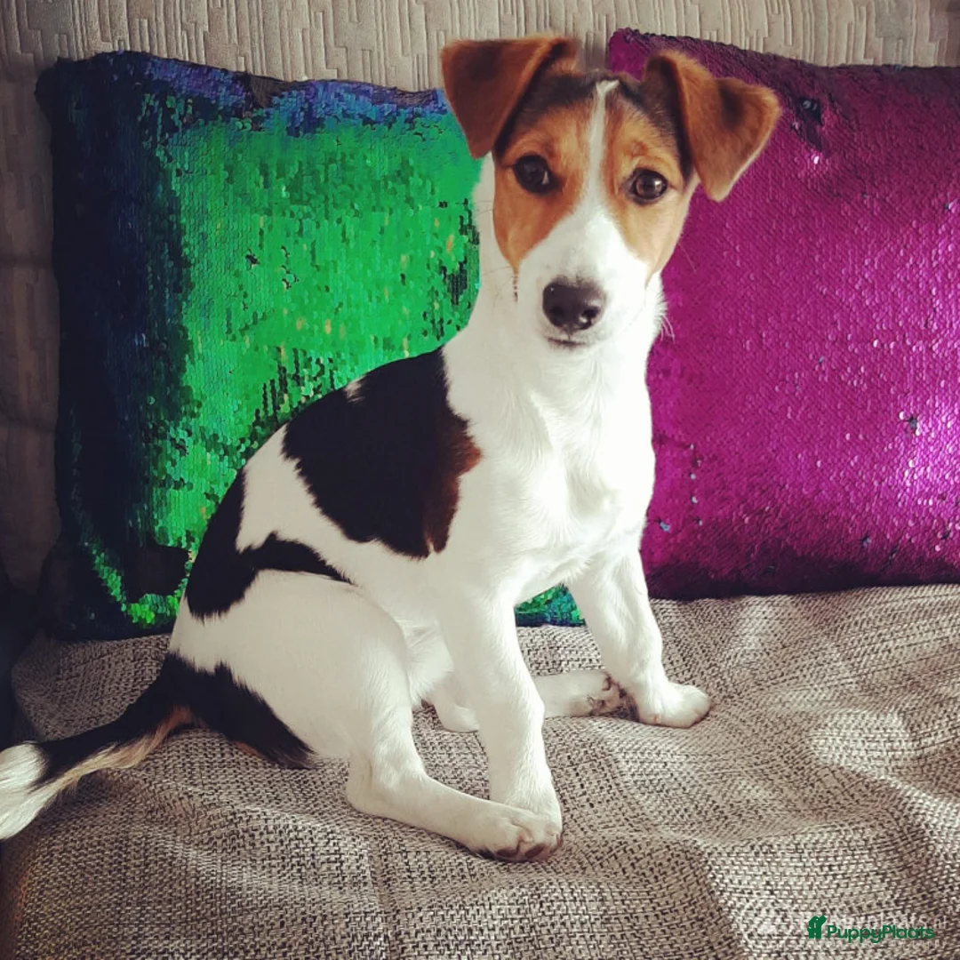 Jack Russel Terriër honden ter dekking: Jack russell ervaren dekreu in Amsterdam - Advertentie 6