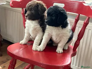 Kruising honden Friese stabij X wetterhoun pups - Advertentie 1