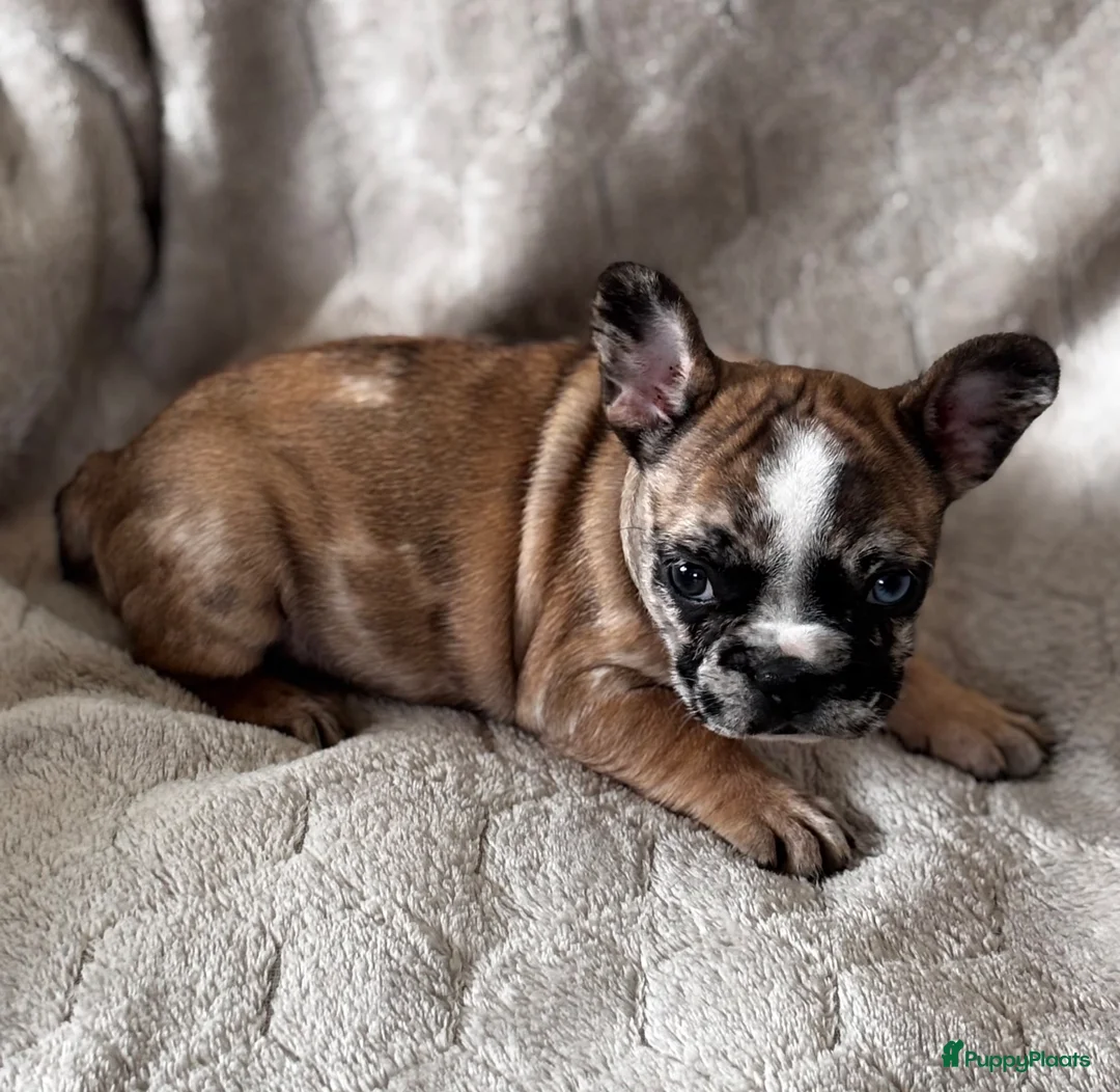 Franse Bulldog honden te koop: Franse Bulldog pups - Advertentie 2