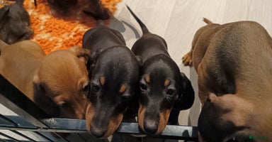 Teckel (korthaar)  honden - Advertentie 14