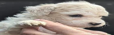 Labradoodle Kleur vacht: wit - kleur halsbandje wit 