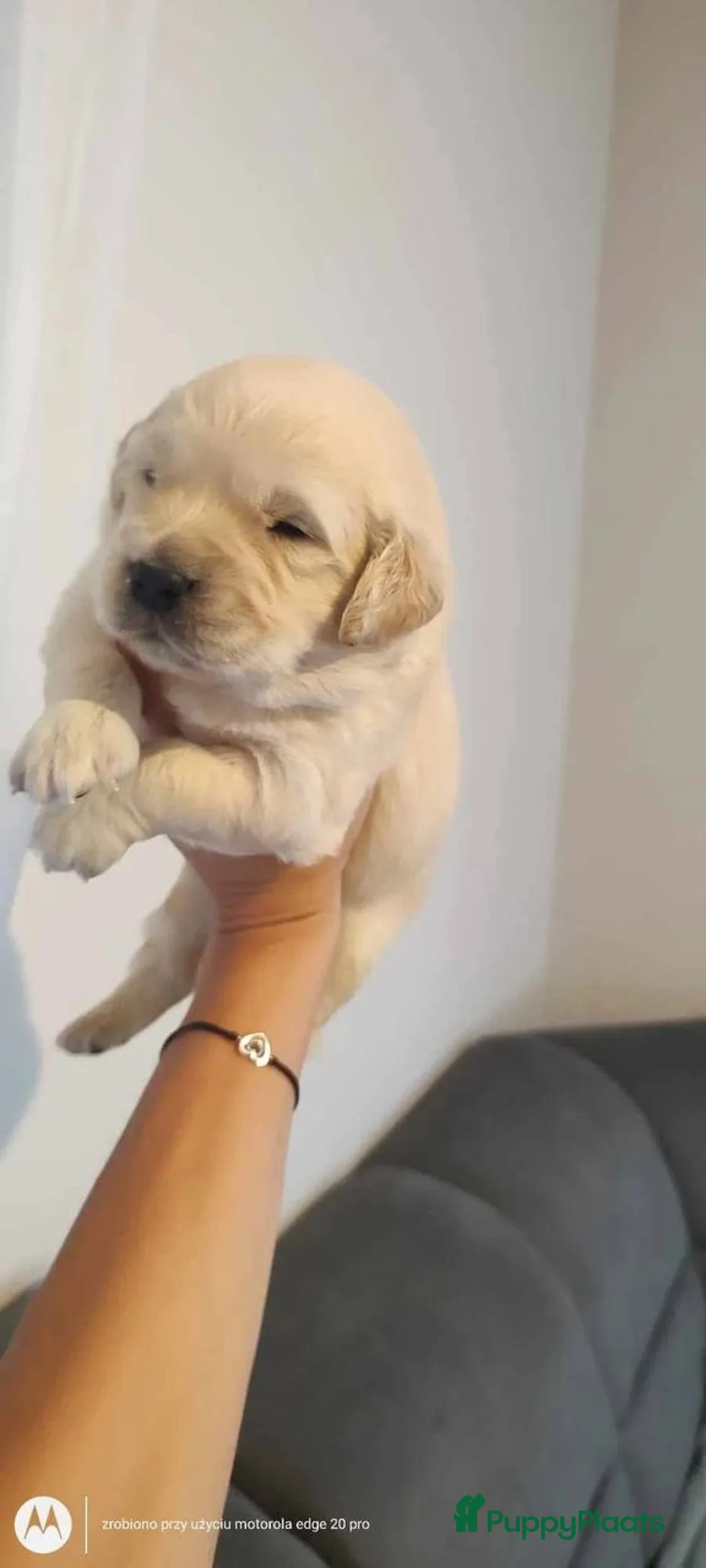 Golden Retriever honden te koop: Golden Retriever puppy’s in Amsterdam - Advertentie 4