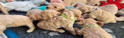 Cockapoo honden te koop: Kleine maat cockapoo pups - Advertentie 11