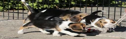 Beagle honden te koop: Beagle pups beschikbaar  - Advertentie 9