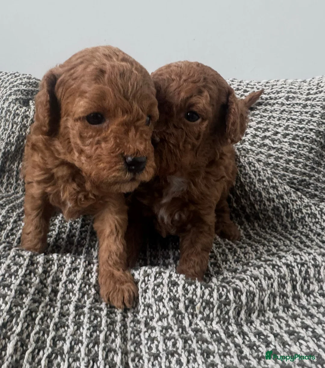 Poedel Toy honden te koop: Toypoedel pups te koop - Advertentie 2