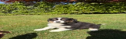 Kruising honden te koop: Australian Shepherd x Border Collie pups - Advertentie 26