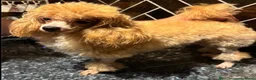 Poedel Toy honden te koop: Drie toy poedel pupjes  - Advertentie 3