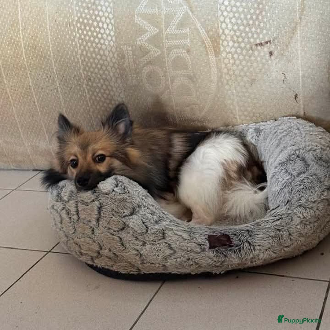 Keeshond honden te koop: Kees hond pomerjaan - Advertentie 2