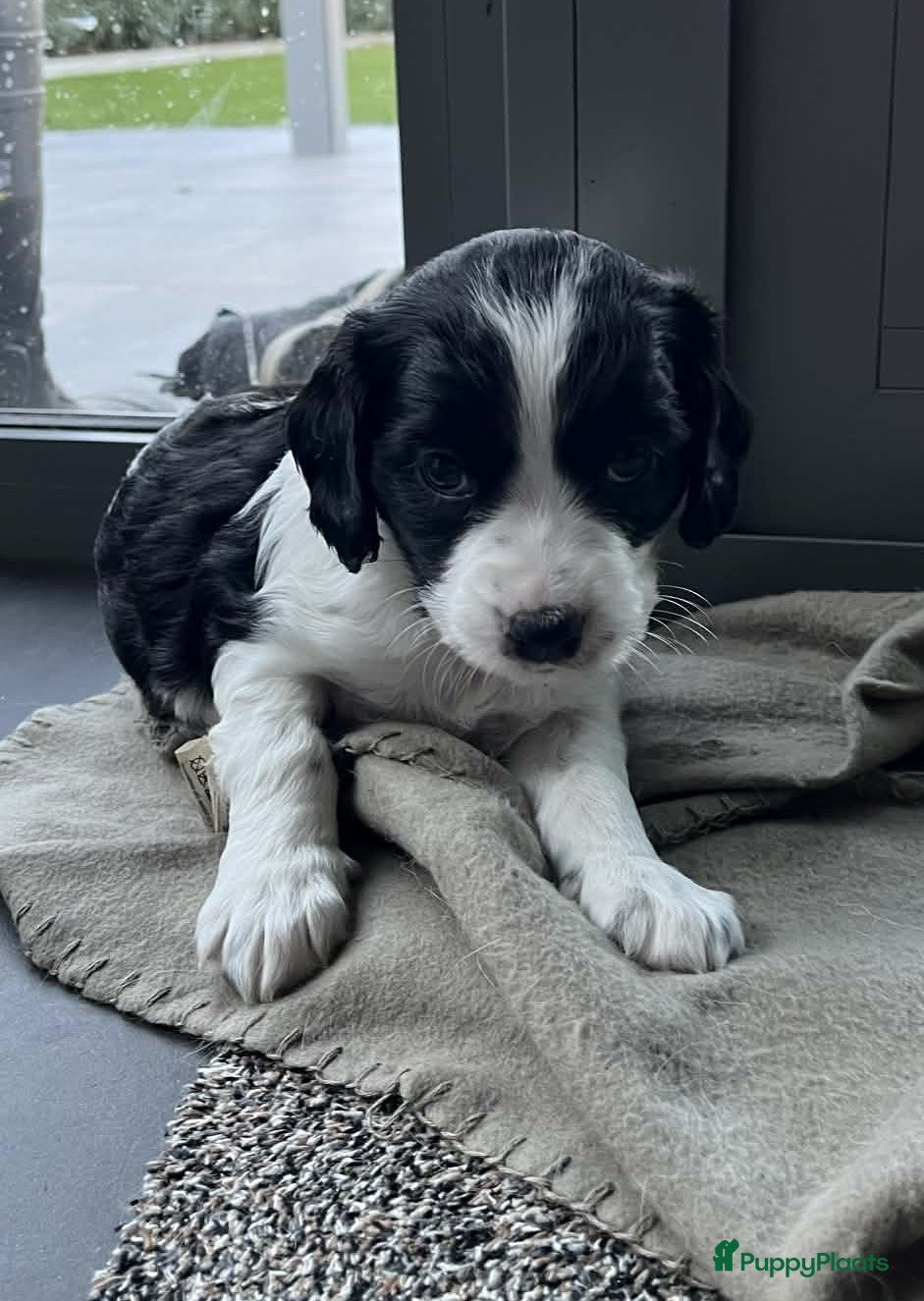 Kruising honden Knappe Springer Kooikers - Advertentie 13