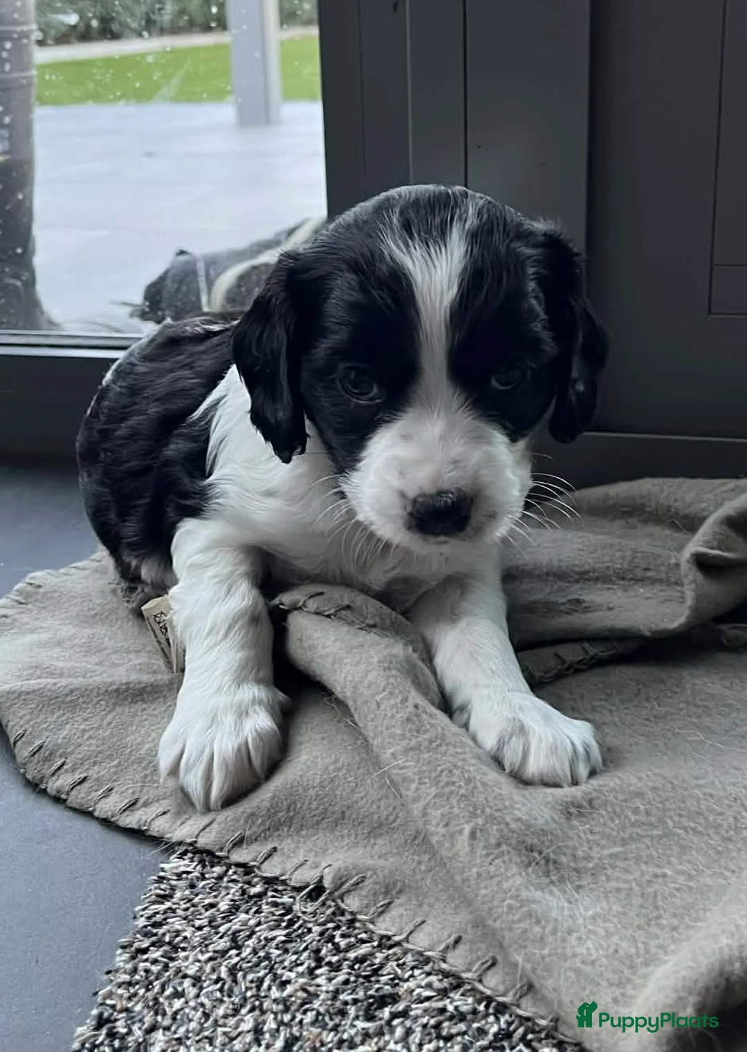 Kruising honden te koop: Knappe Springer Kooikers - Advertentie 1