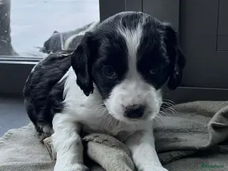 Kruising honden Knappe Springer Kooikers - Advertentie 13