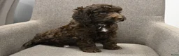 Australian Labradoodle honden te koop: Prachtige Chocolade bruine Labradoodle pup - Advertentie 2