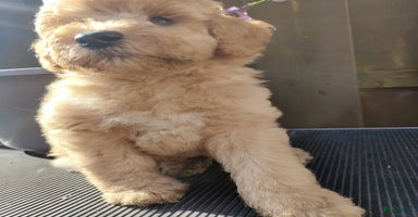 Labradoodle honden - Advertentie 3
