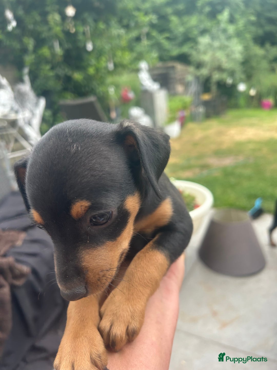 Dwergpinscher honden te koop: Dwergpinsher - Afbeelding 9